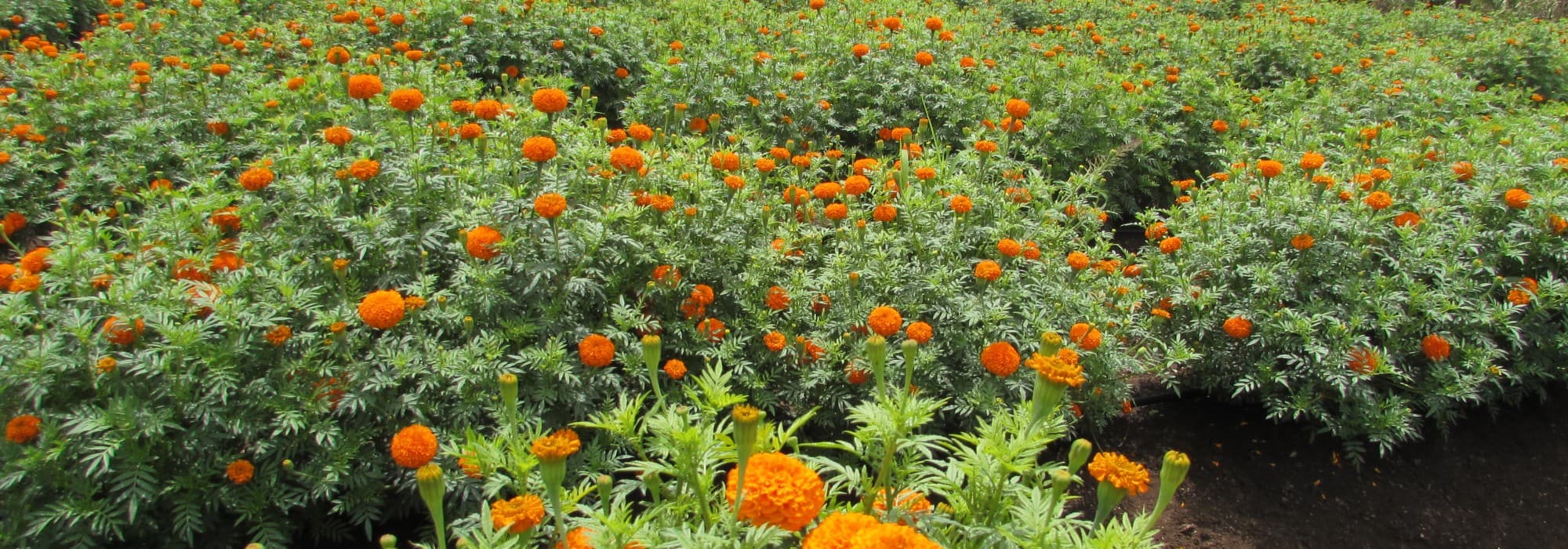 Dr. D. Y. Patil College of Agricultural Engineering & Technology Talsande Kolhapur College Achievement Photos photo 8